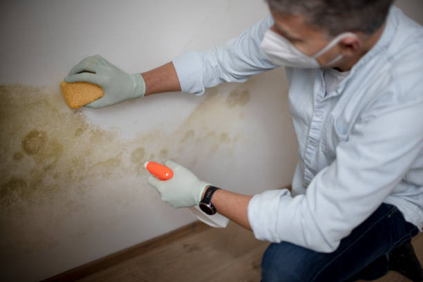 Best Mold Testing  in Coplay, PA